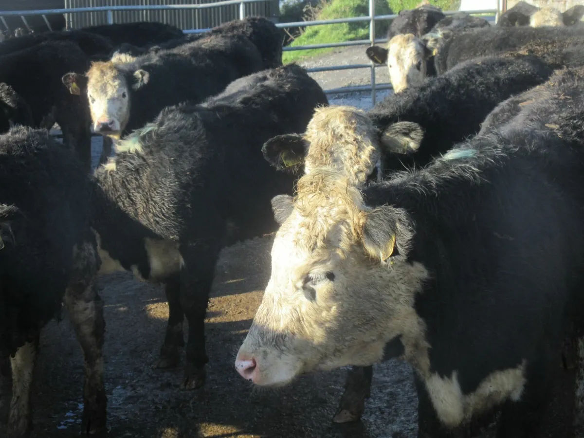 26 super hereford heifers  300kg - Image 3