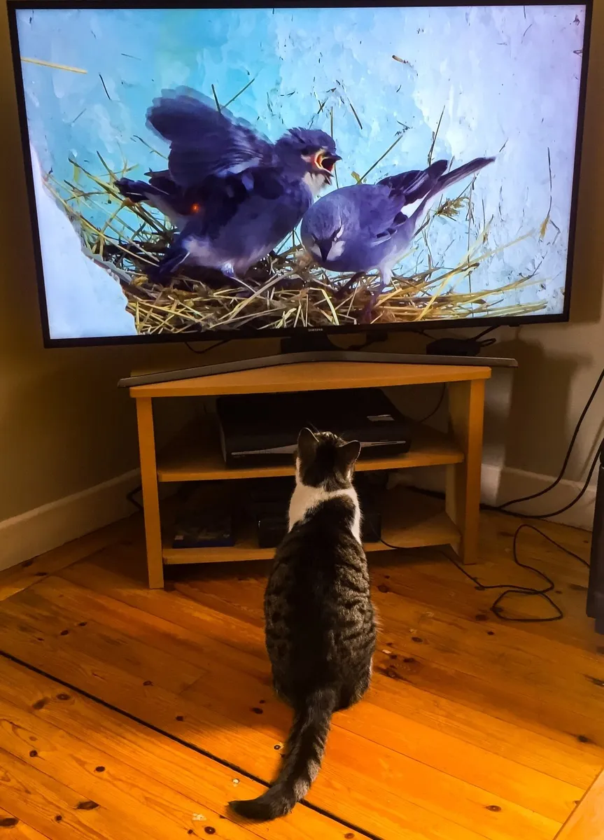 Television - Image 2