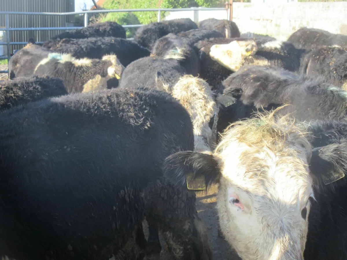 26 super hereford heifers  300kg - Image 2