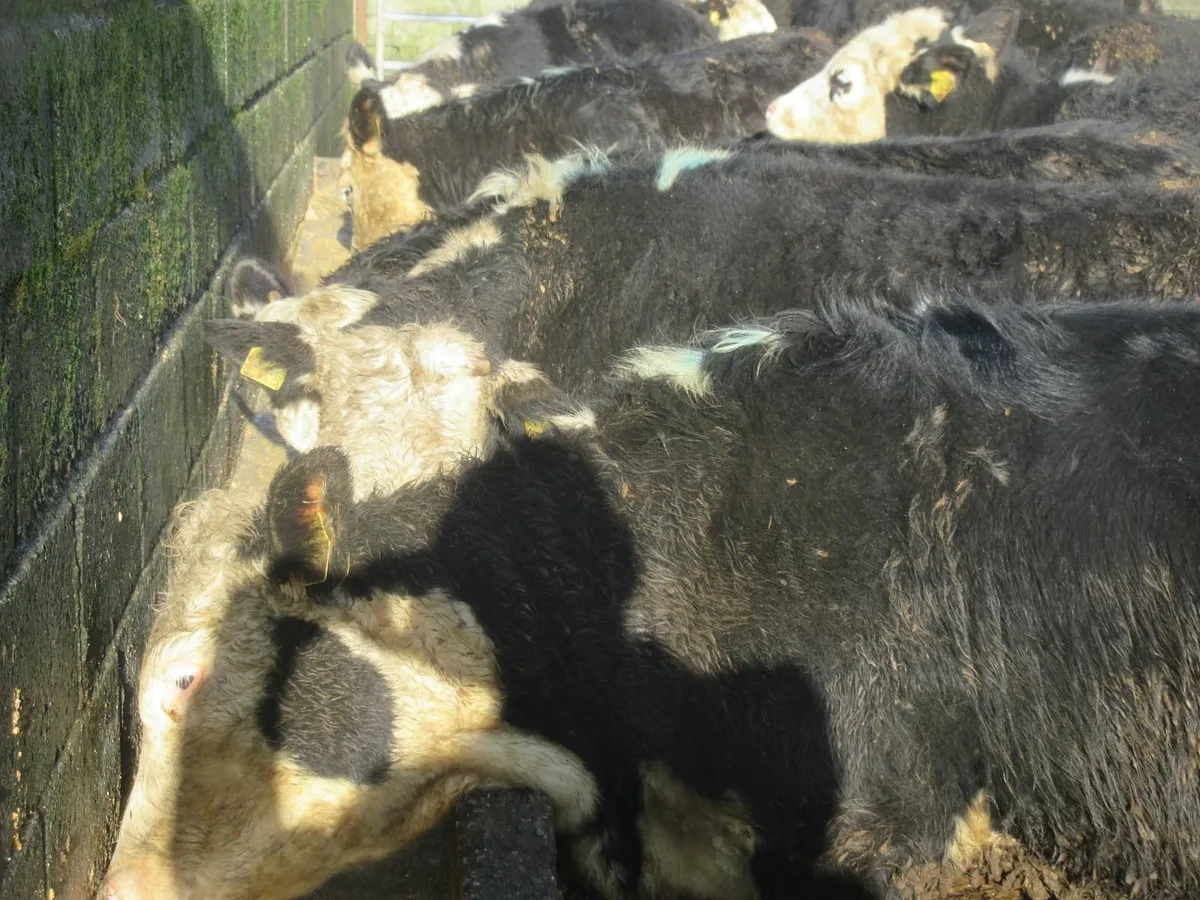 26 super hereford heifers  300kg - Image 4