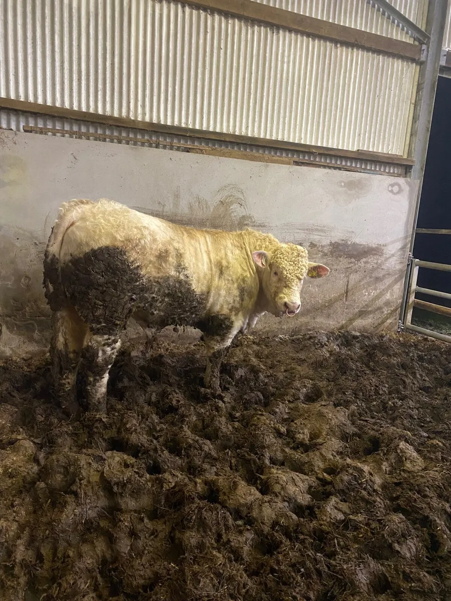 Pedigree Charolais bull - Image 1