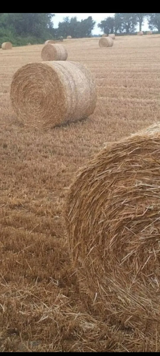 Barley Straw 4 x 4 Fusion Bale's - Image 2