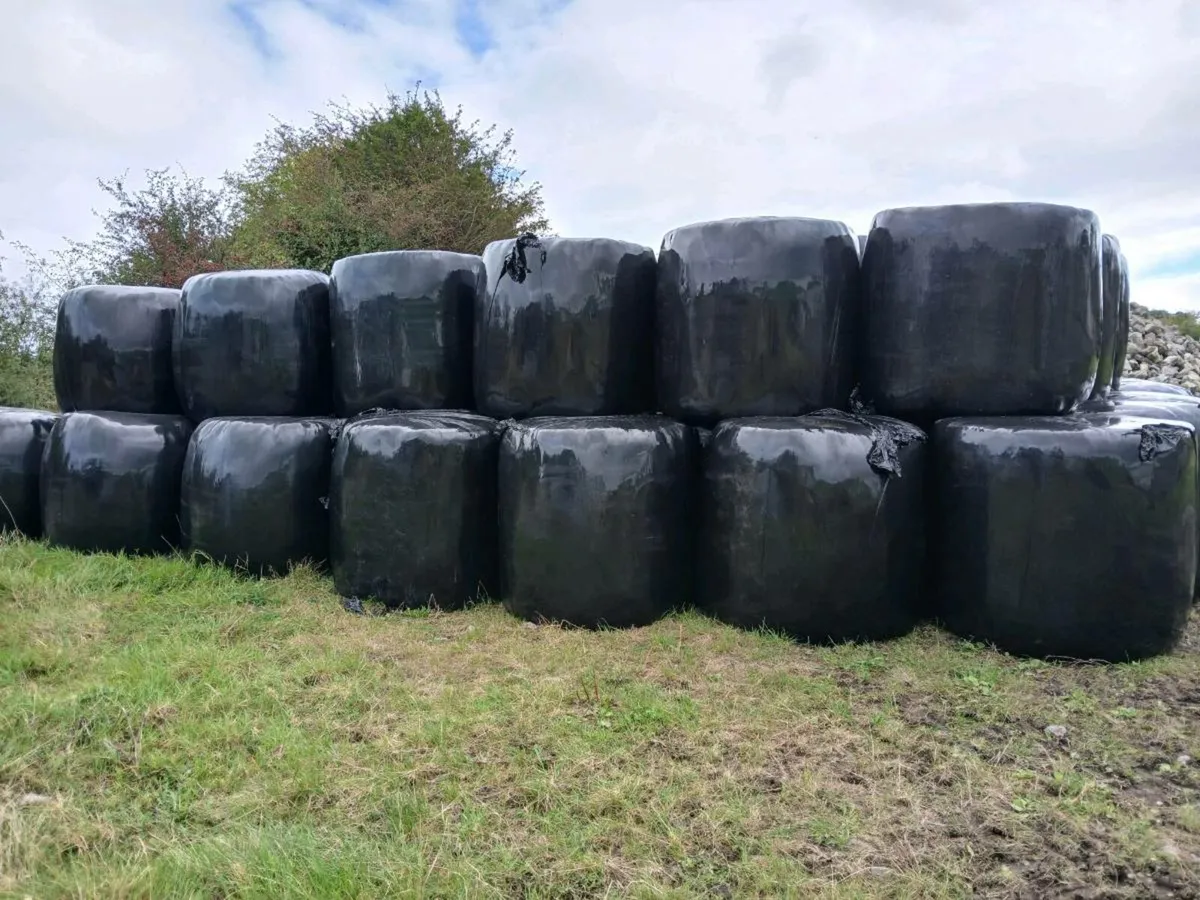 Silage Bales - Image 2