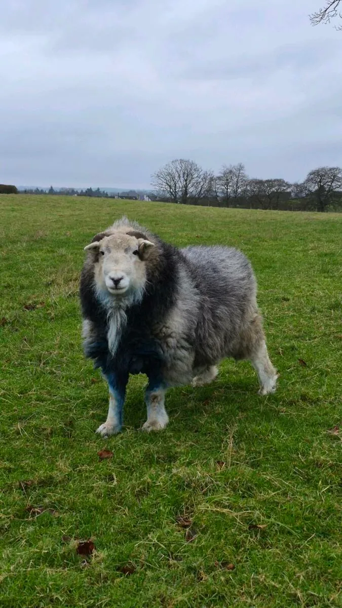 PBNR Herdwick Ram - Image 2