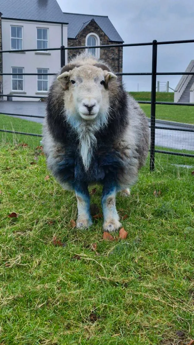 PBNR Herdwick Ram - Image 3