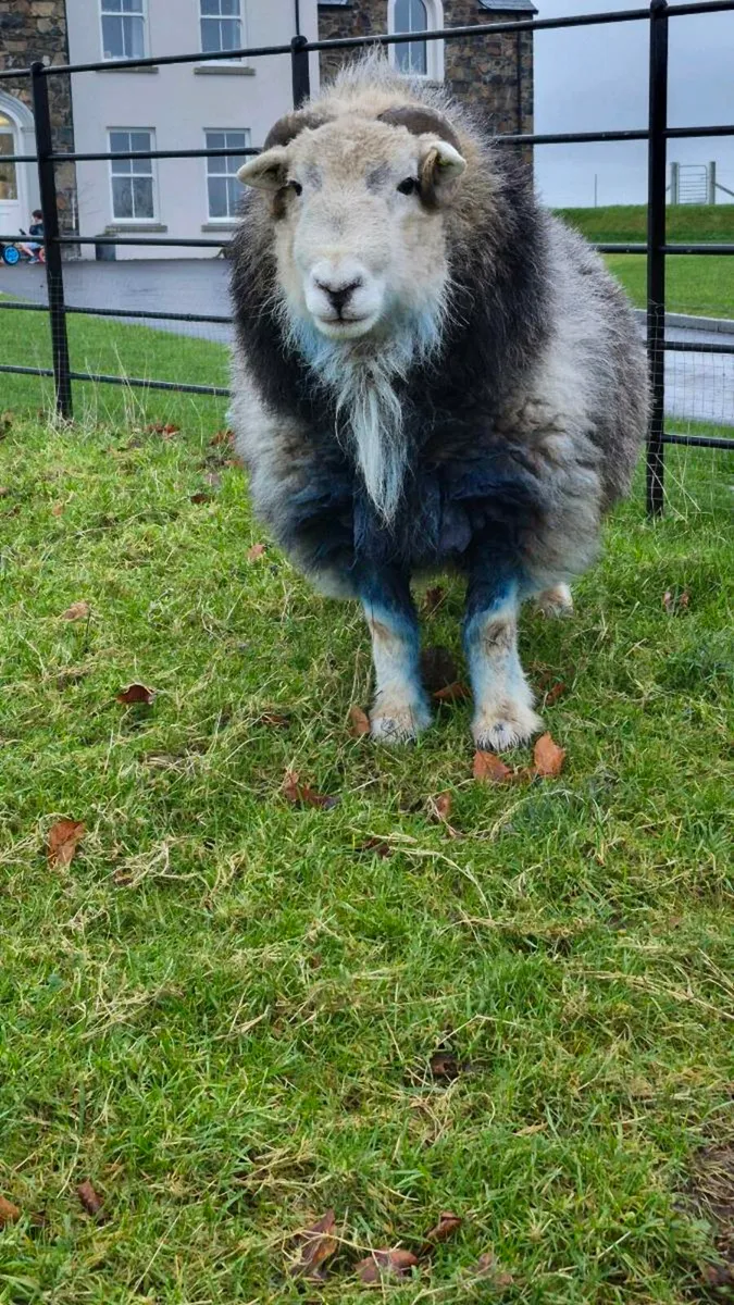 PBNR Herdwick Ram - Image 4
