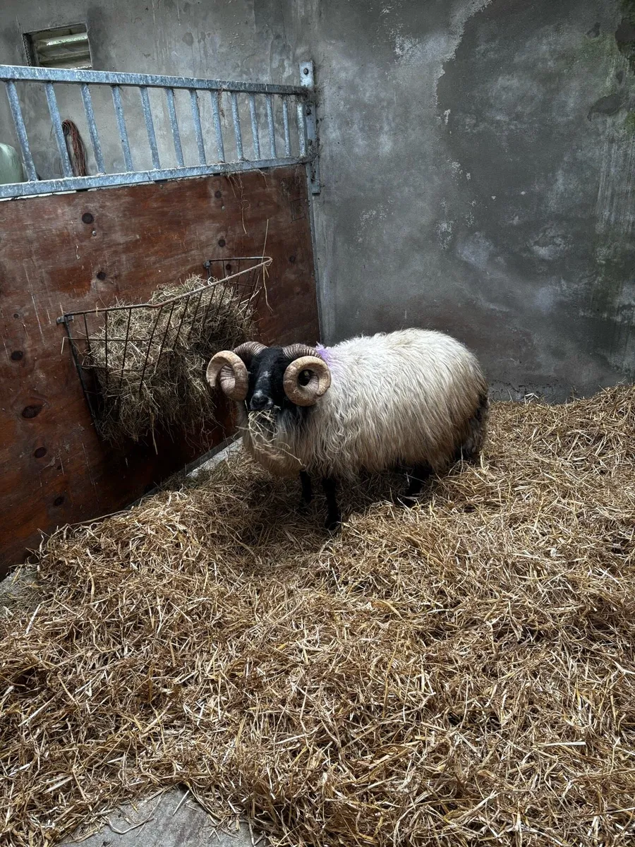 Organic Mayo Ram - Image 2