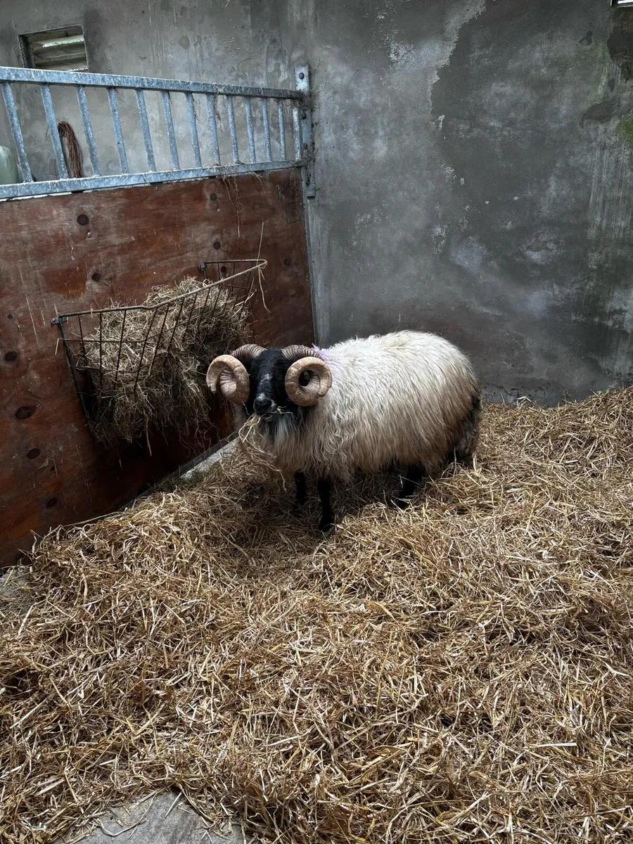 Organic Mayo Ram - Image 3