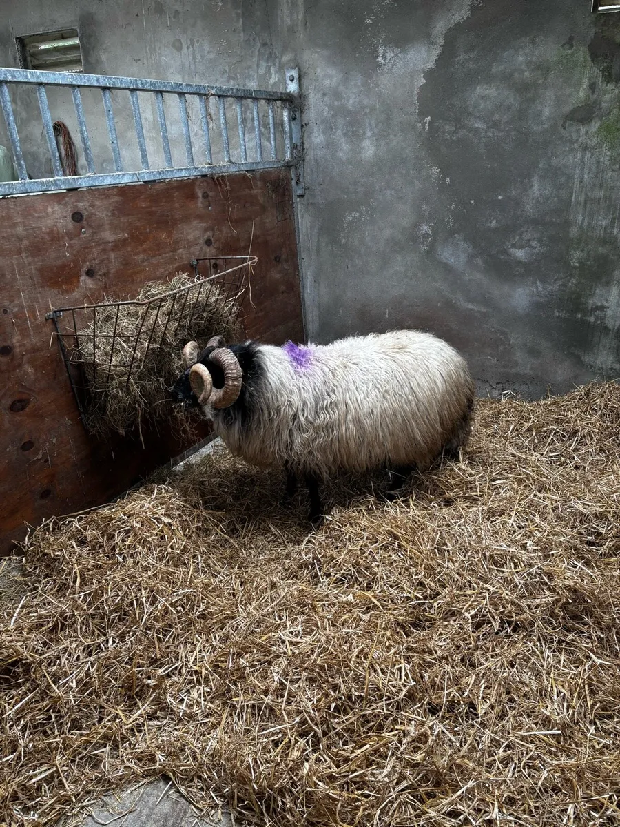 Organic Mayo Ram - Image 4