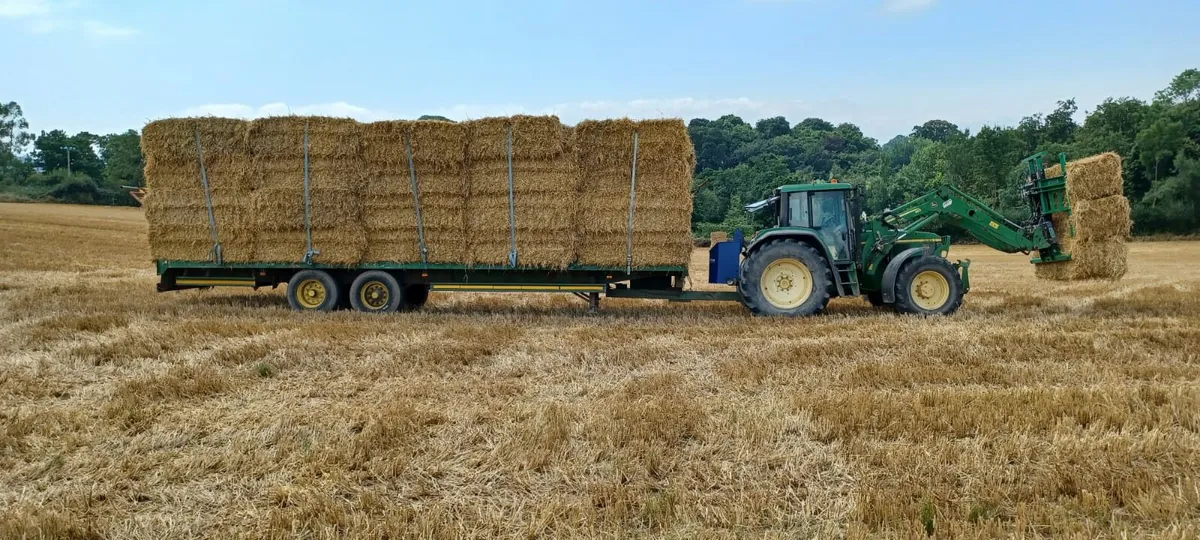 Straw - Top quality square bales for sale - Image 4