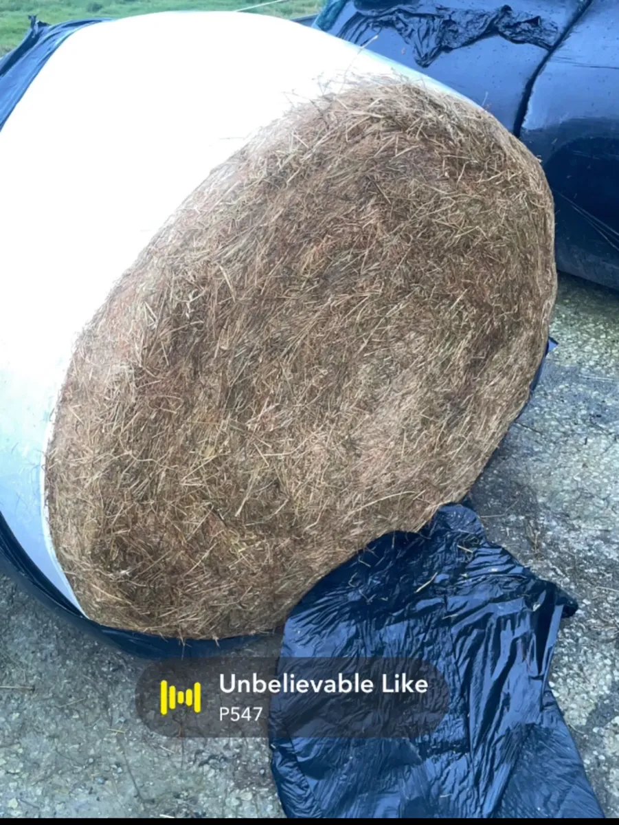 Silage Bales - Image 1
