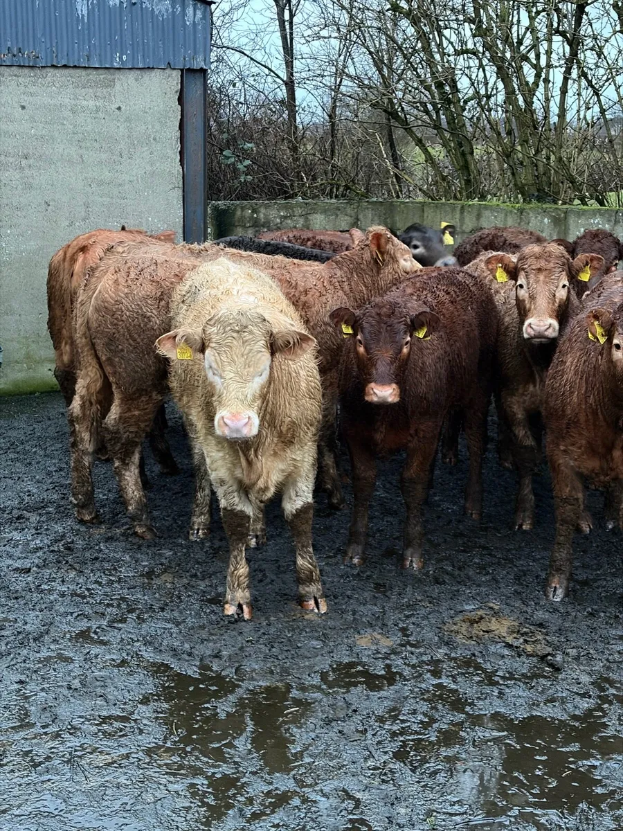 Charolais & Lim Heifers - Image 2