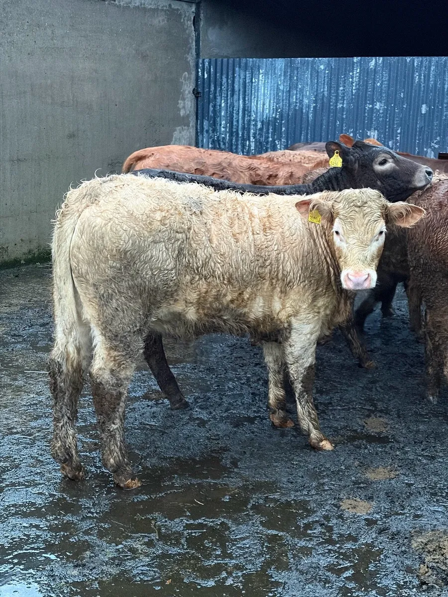 Charolais & Lim Heifers - Image 3