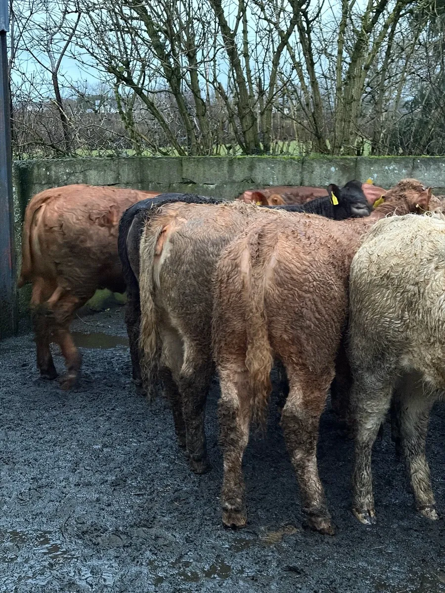 Charolais & Lim Heifers - Image 4