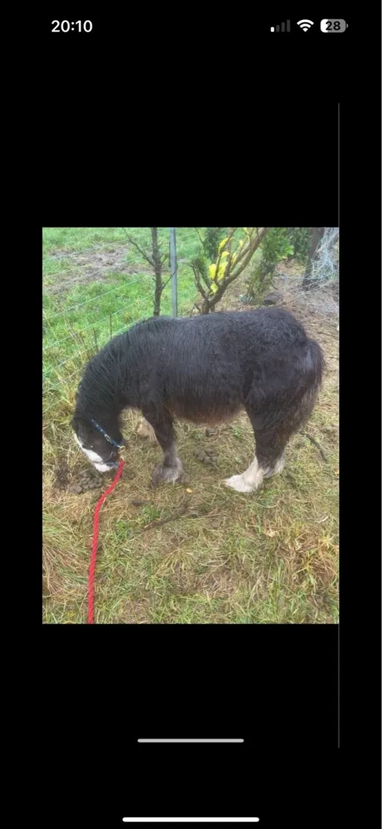 Pony for sale - Image 1