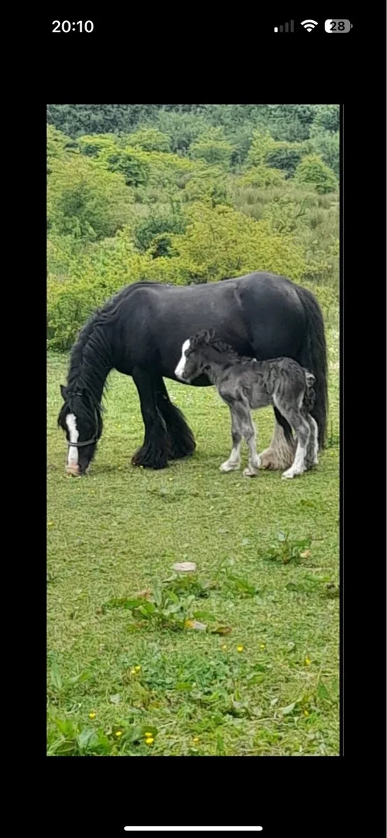 Pony for sale - Image 3