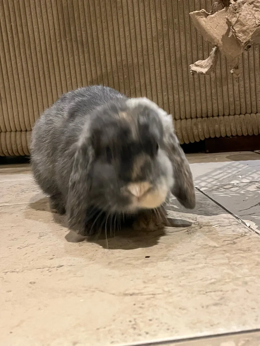 Minarure Lop eared Rabbit - Image 1