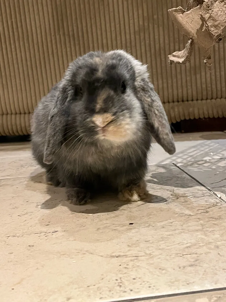Minarure Lop eared Rabbit - Image 2