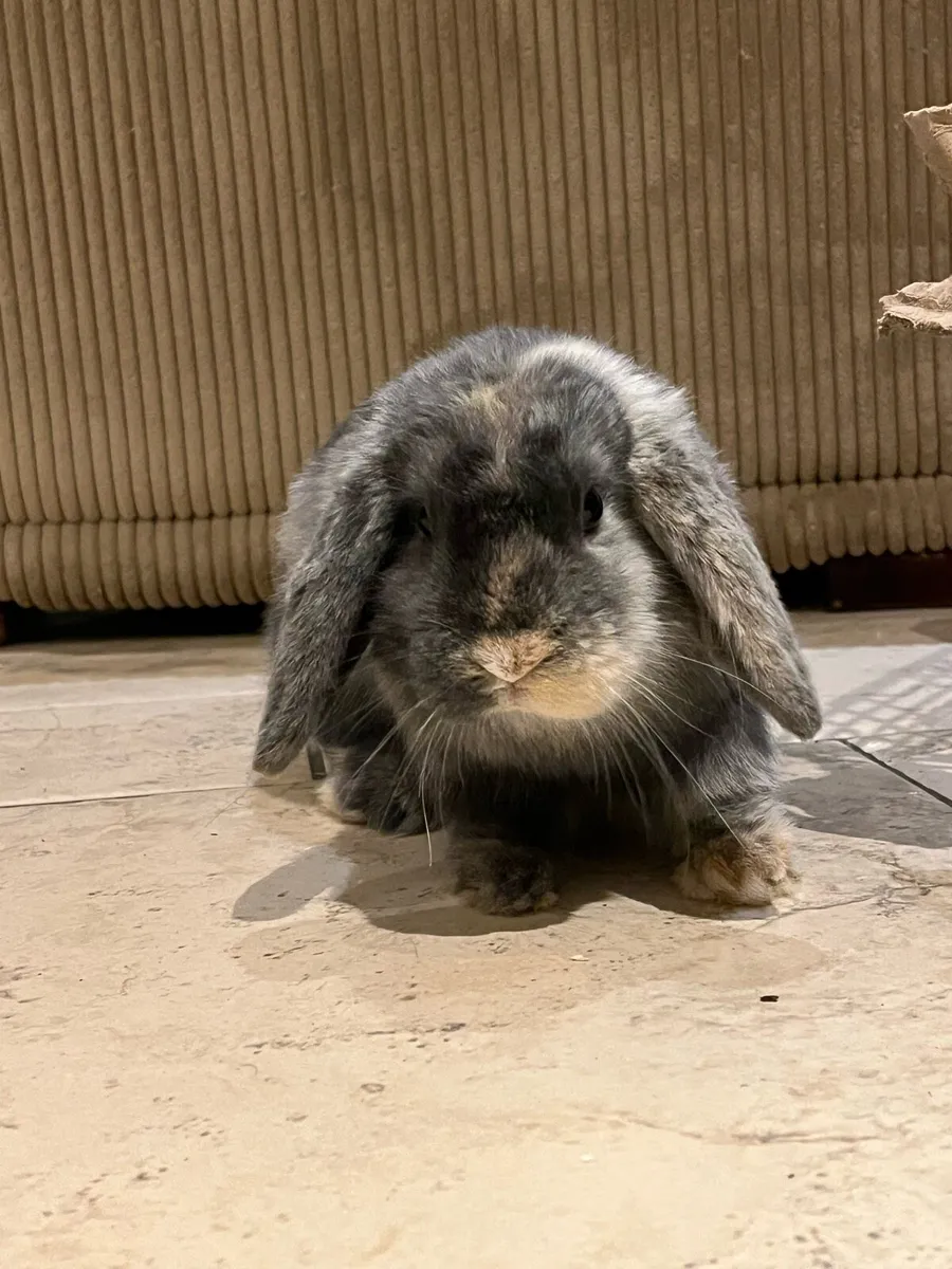 Minarure Lop eared Rabbit - Image 3