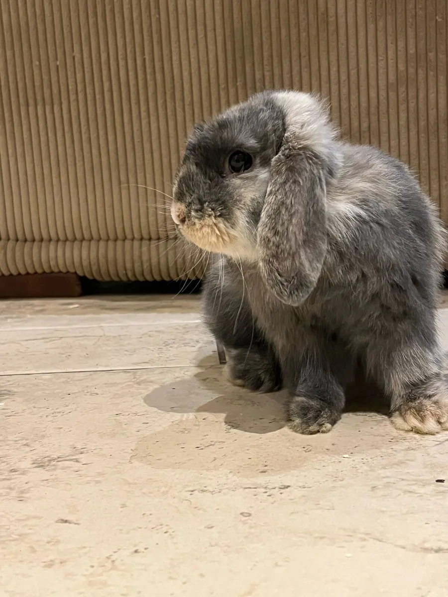 Minarure Lop eared Rabbit - Image 4