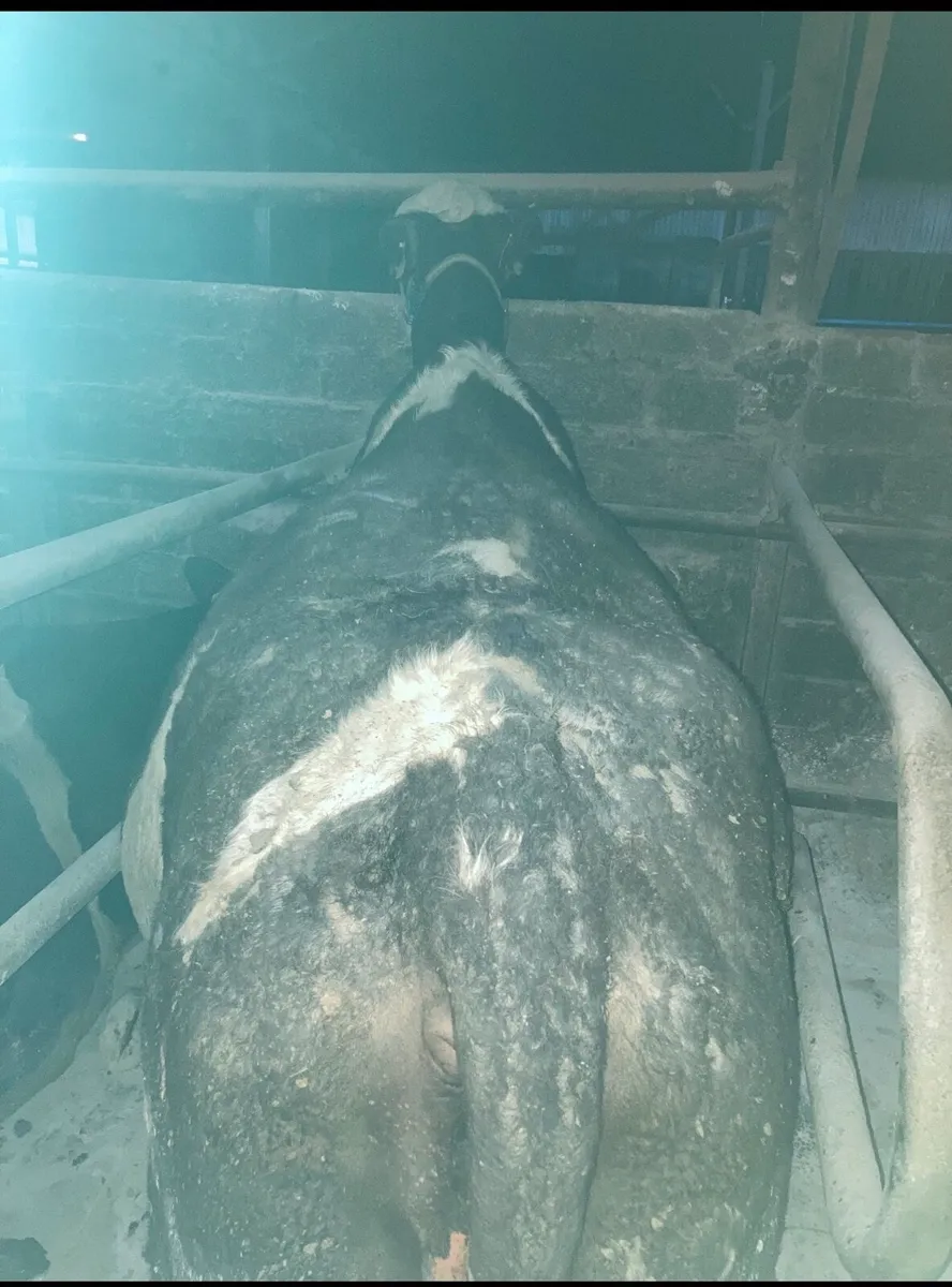 Simmental Cow - Image 2