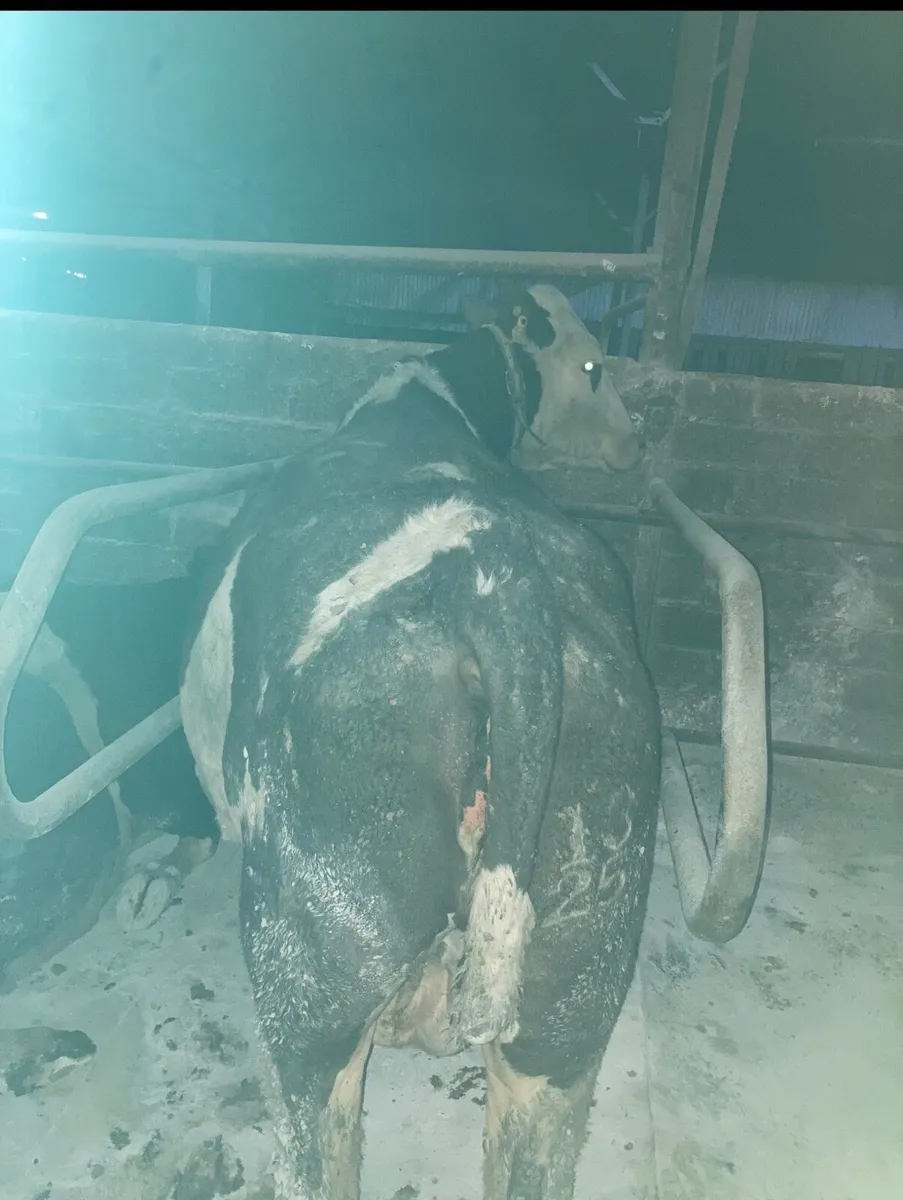 Simmental Cow - Image 3