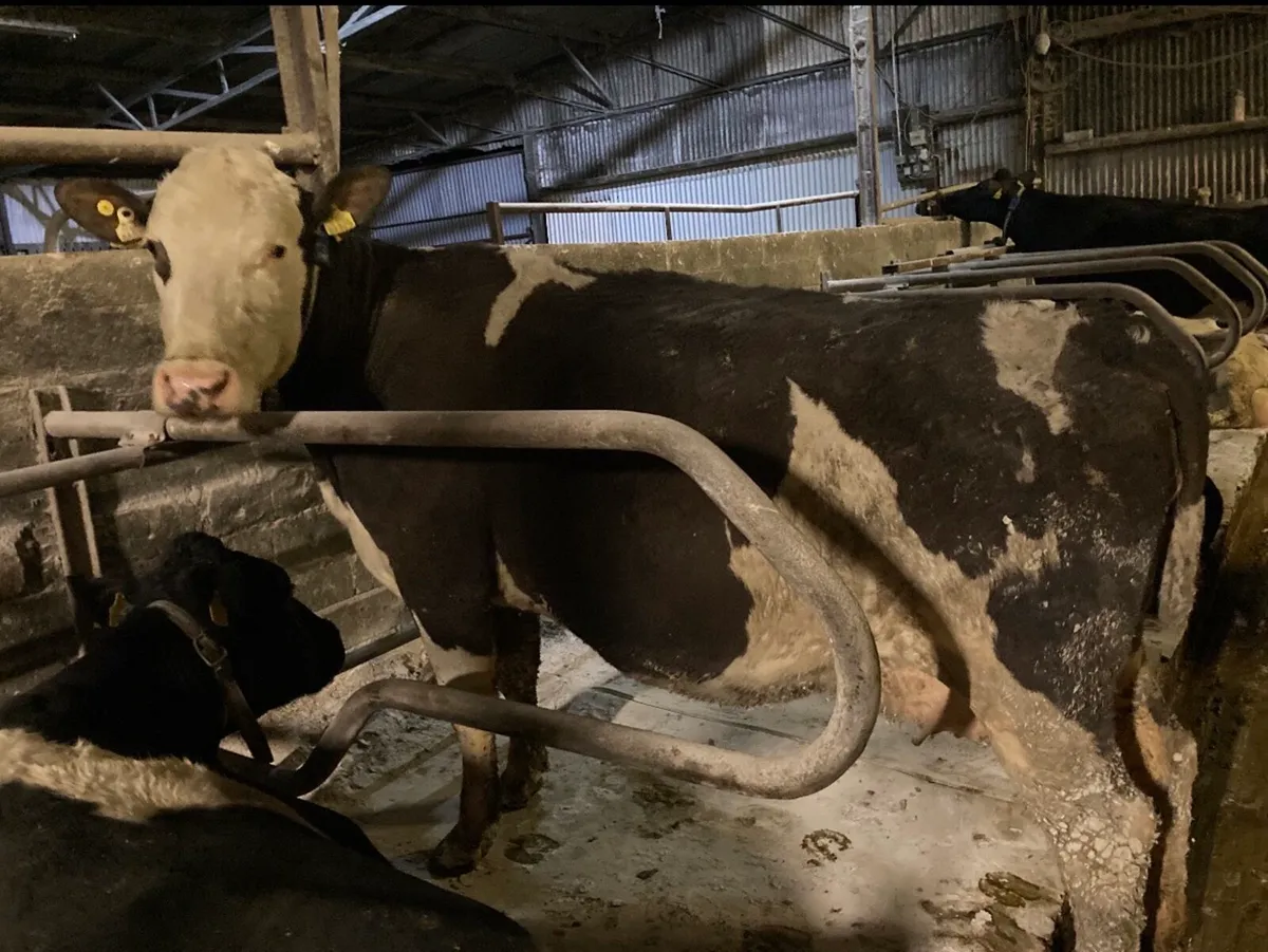 Simmental Cow - Image 1