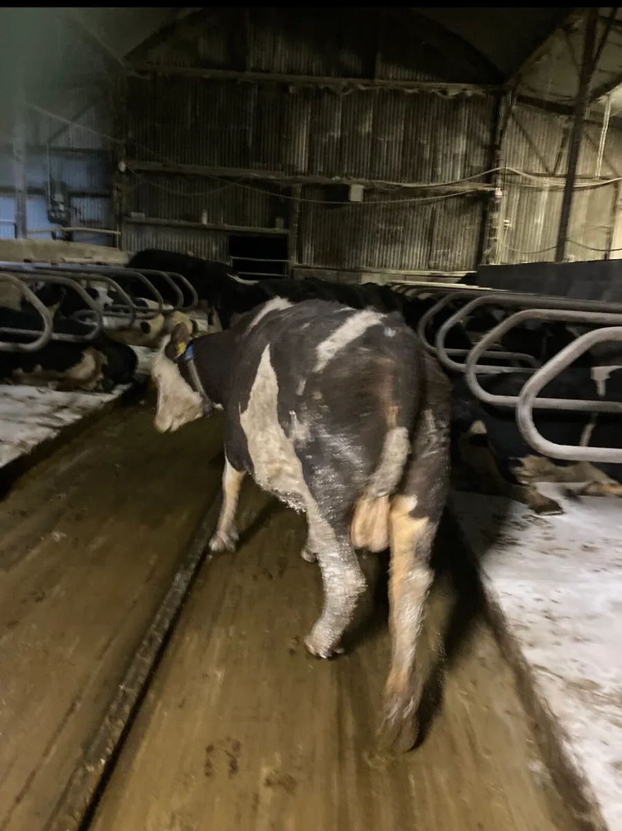 Simmental Cow - Image 4