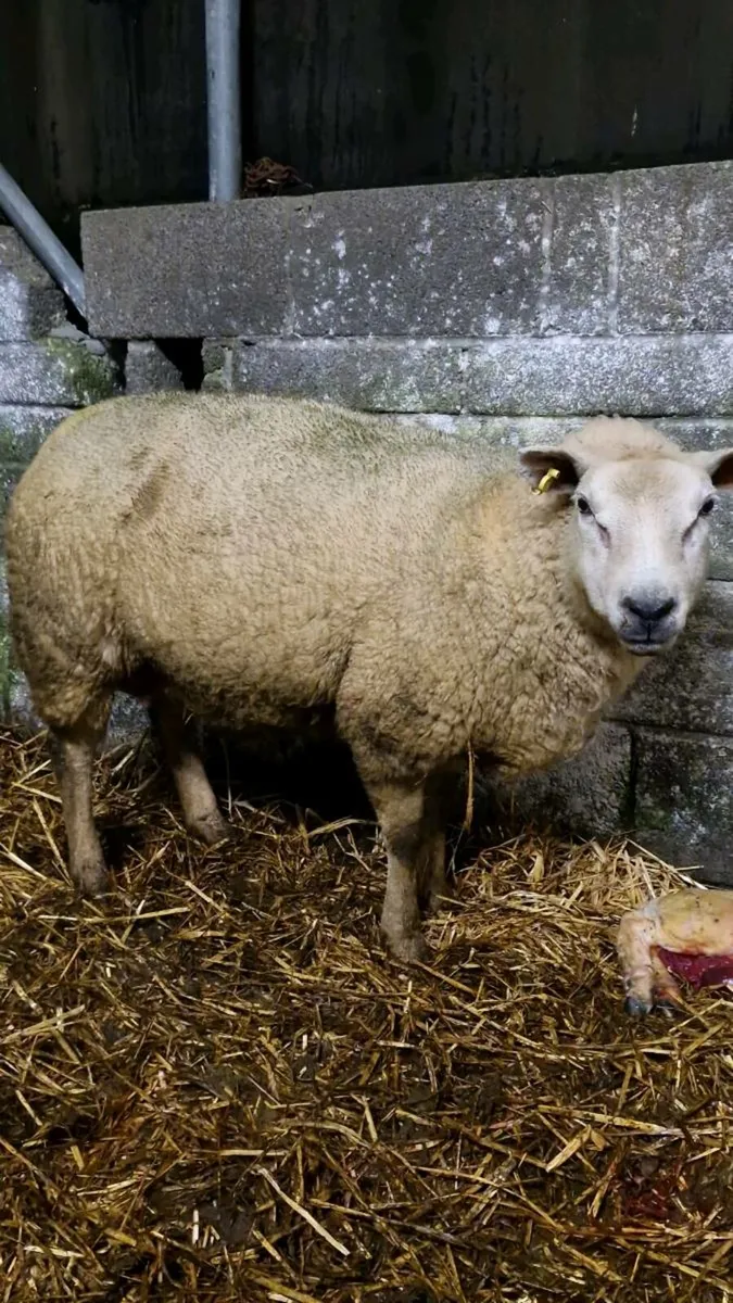 ***Foster Ewe*** - Image 1
