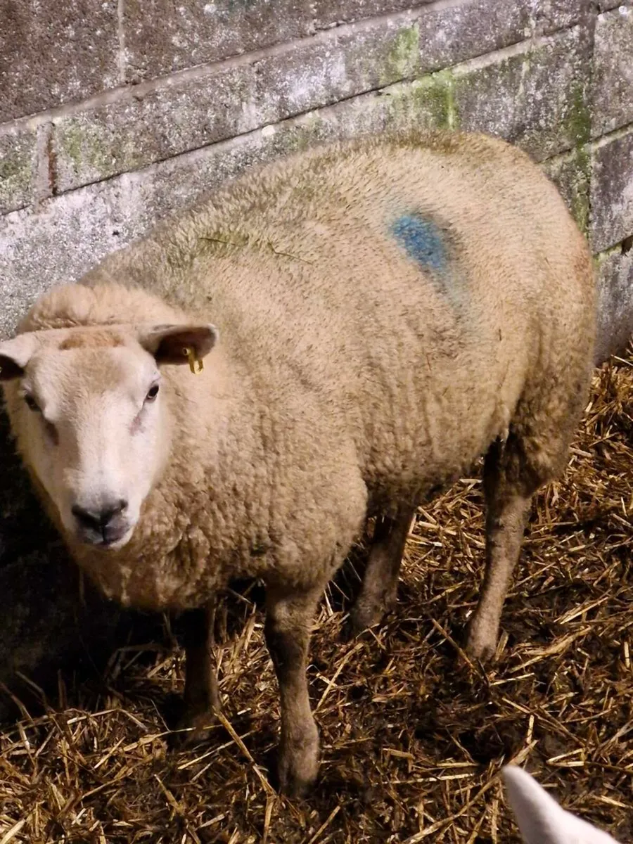 ***Foster Ewe*** - Image 2