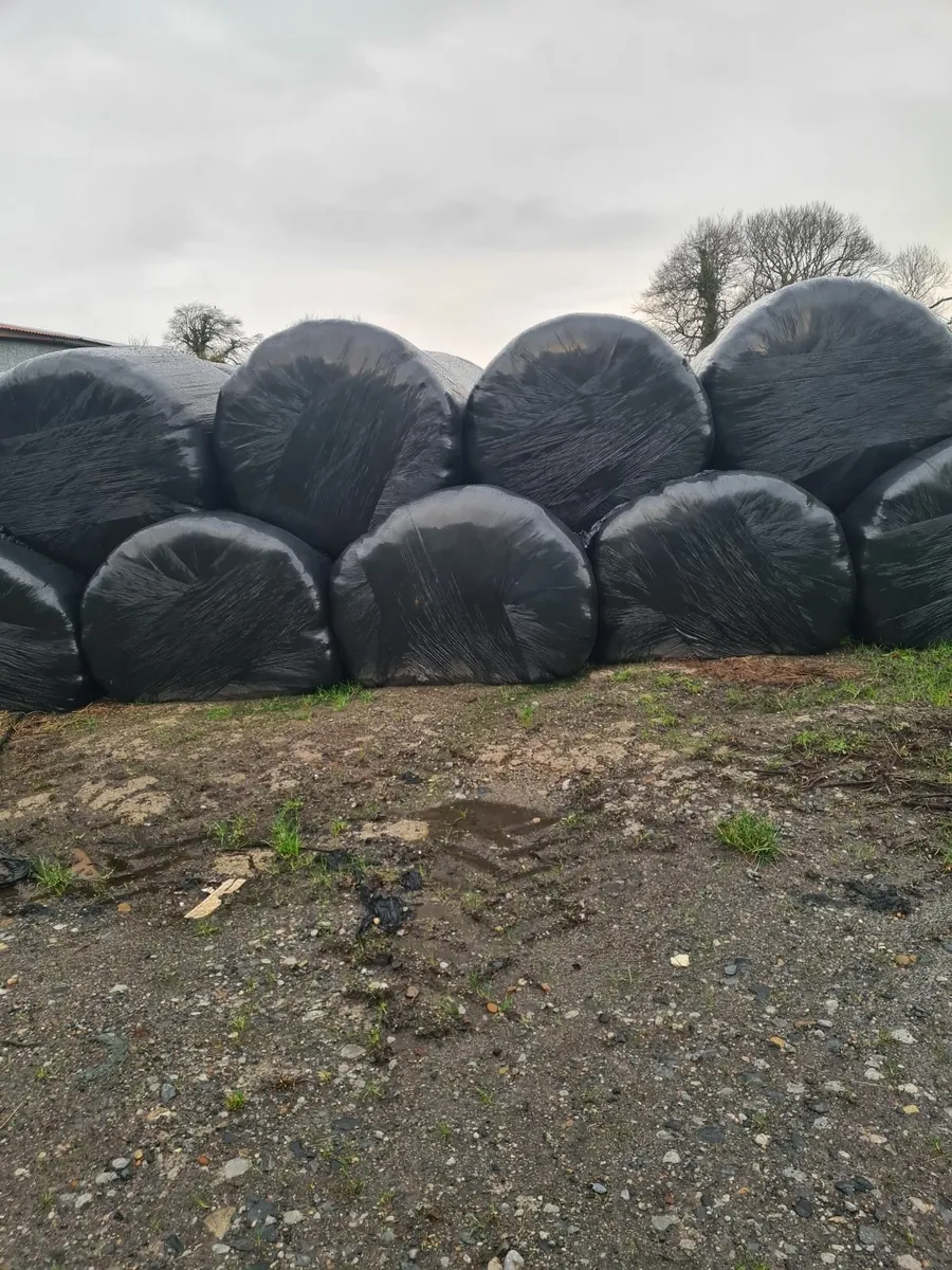 Silage - Image 2
