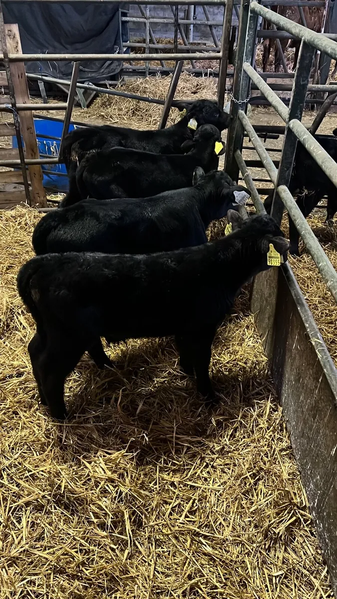 Angus Calves - Image 1