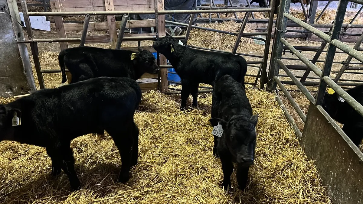 Angus Calves - Image 2