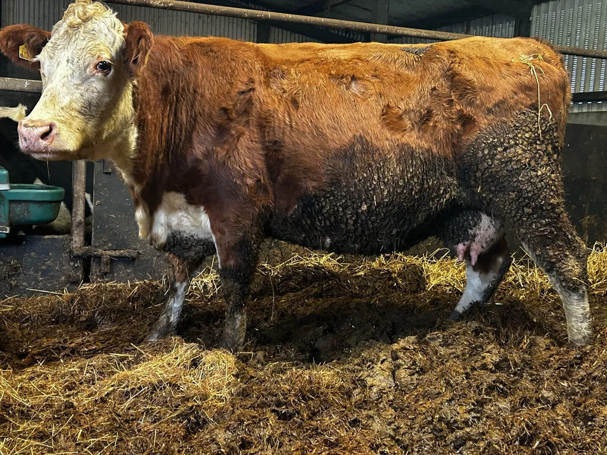 In-Calf Hereford Cow To A.I CH5932 Carrying Heifer - Image 1