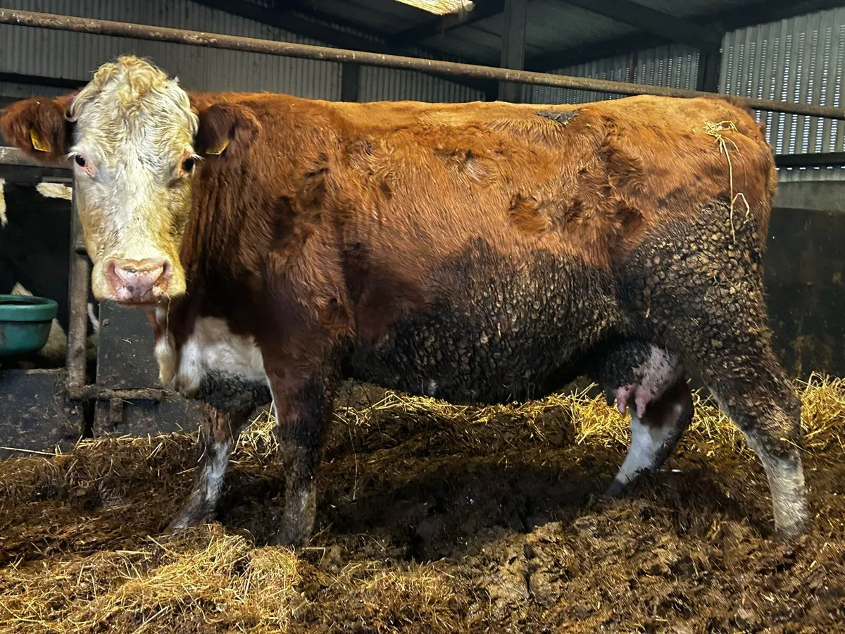 In-Calf Hereford Cow To A.I CH5932 Carrying Heifer - Image 2