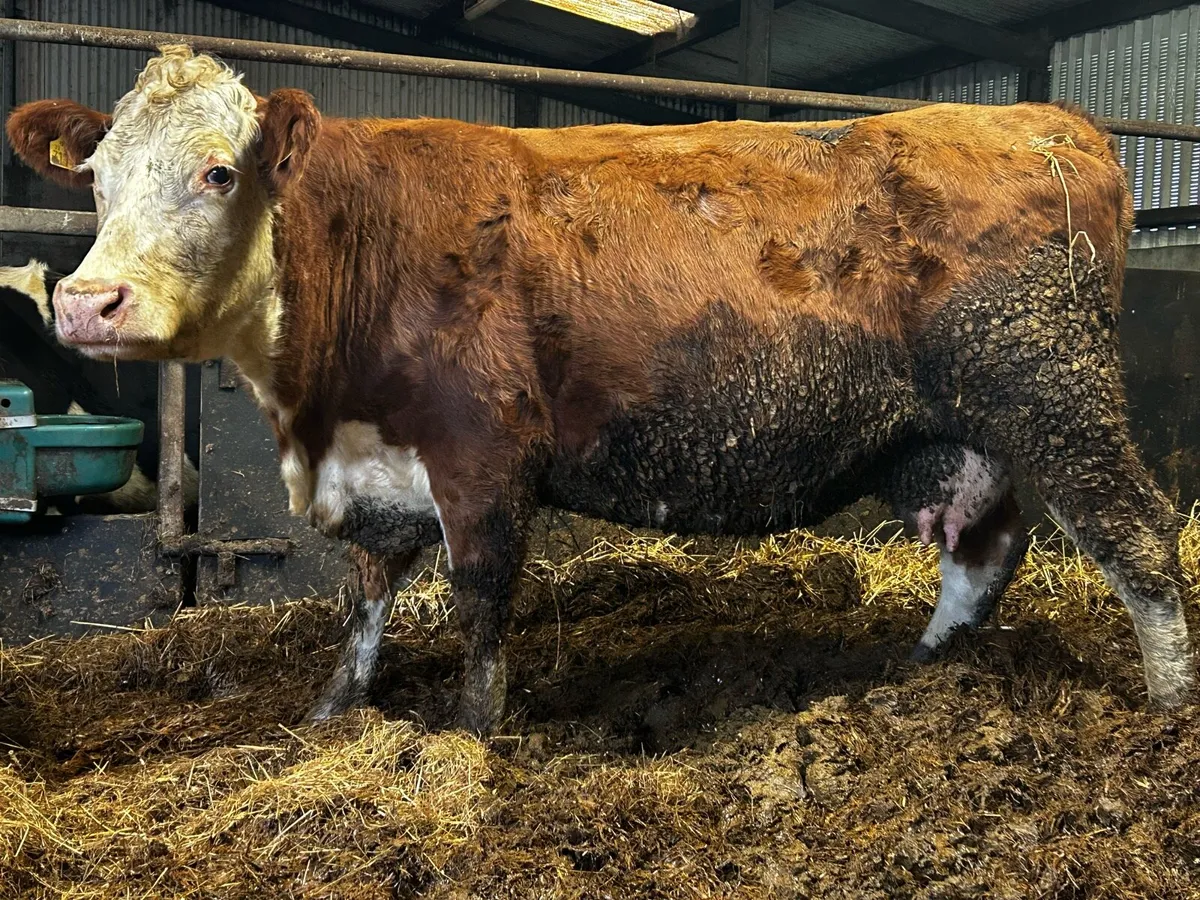 In-Calf Hereford Cow To A.I CH5932 Carrying Heifer - Image 3