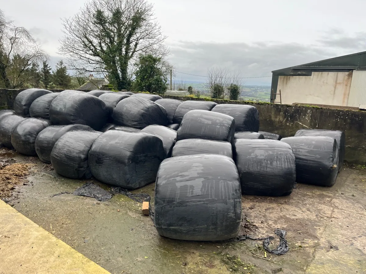 Round bales of Silage 1st,2nd & 3rd cut - Image 2