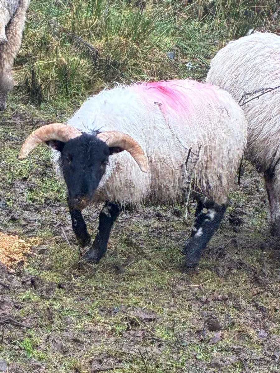 Ewe with 2 lambs at foot Hogget with lamb at foot - Image 2