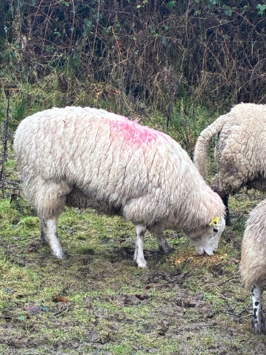 Ewe with 2 lambs at foot Hogget with lamb at foot - Image 3
