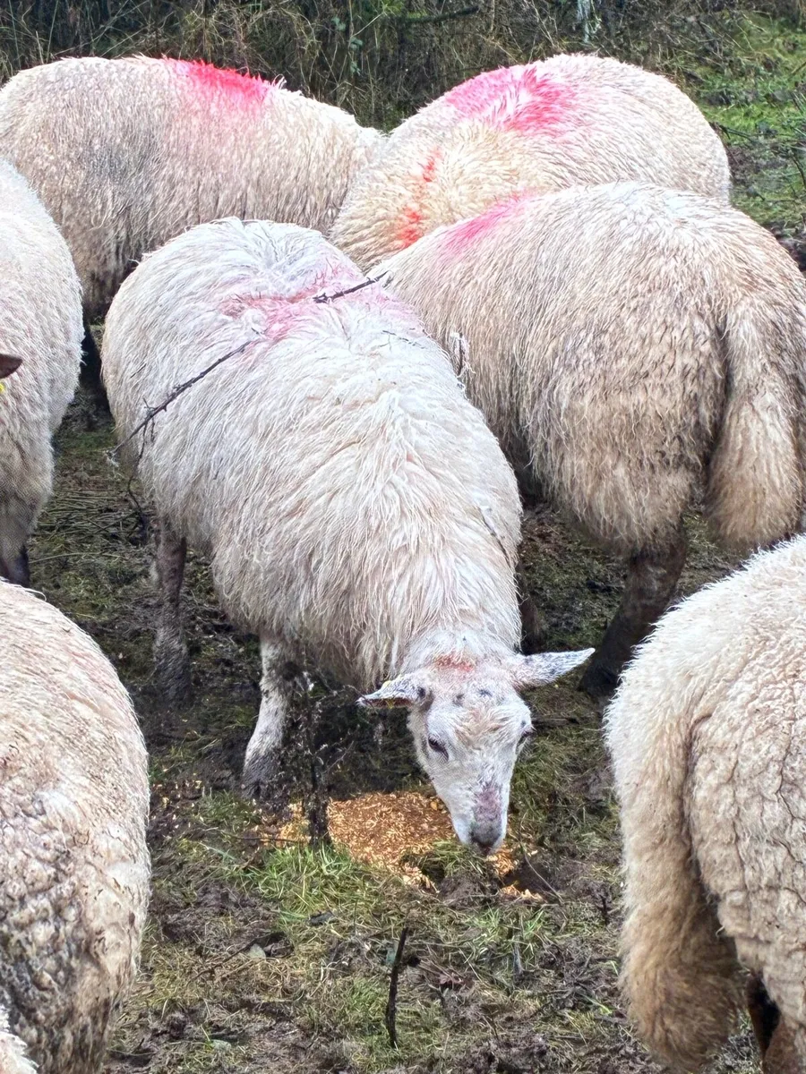 Ewe with 2 lambs at foot Hogget with lamb at foot - Image 4
