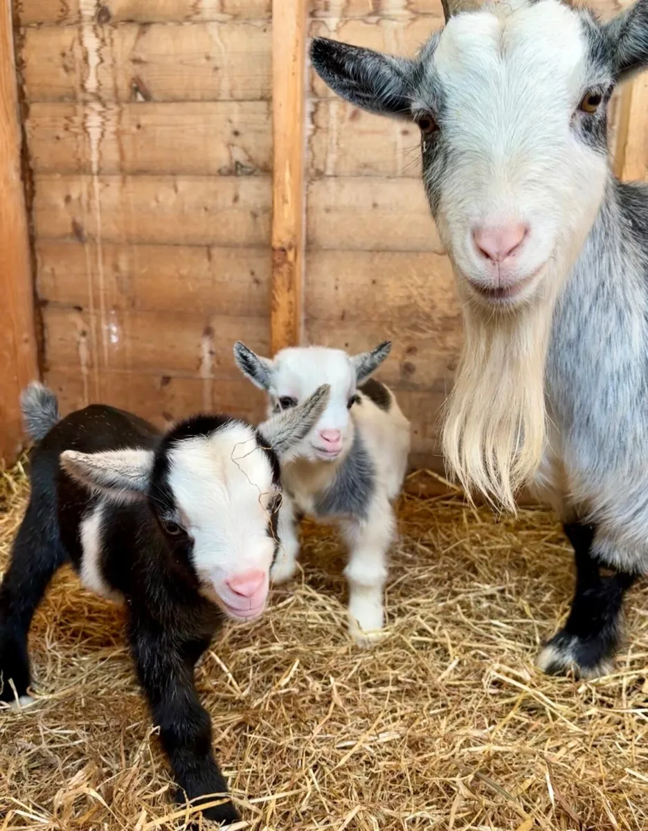 Pygmy goats - Image 1