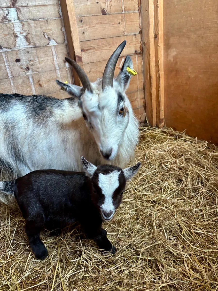 Pygmy goats - Image 2
