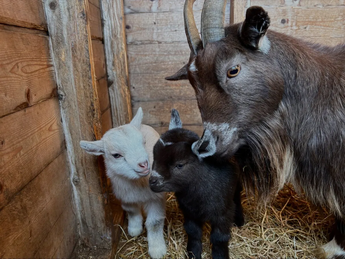 Pygmy goats - Image 3