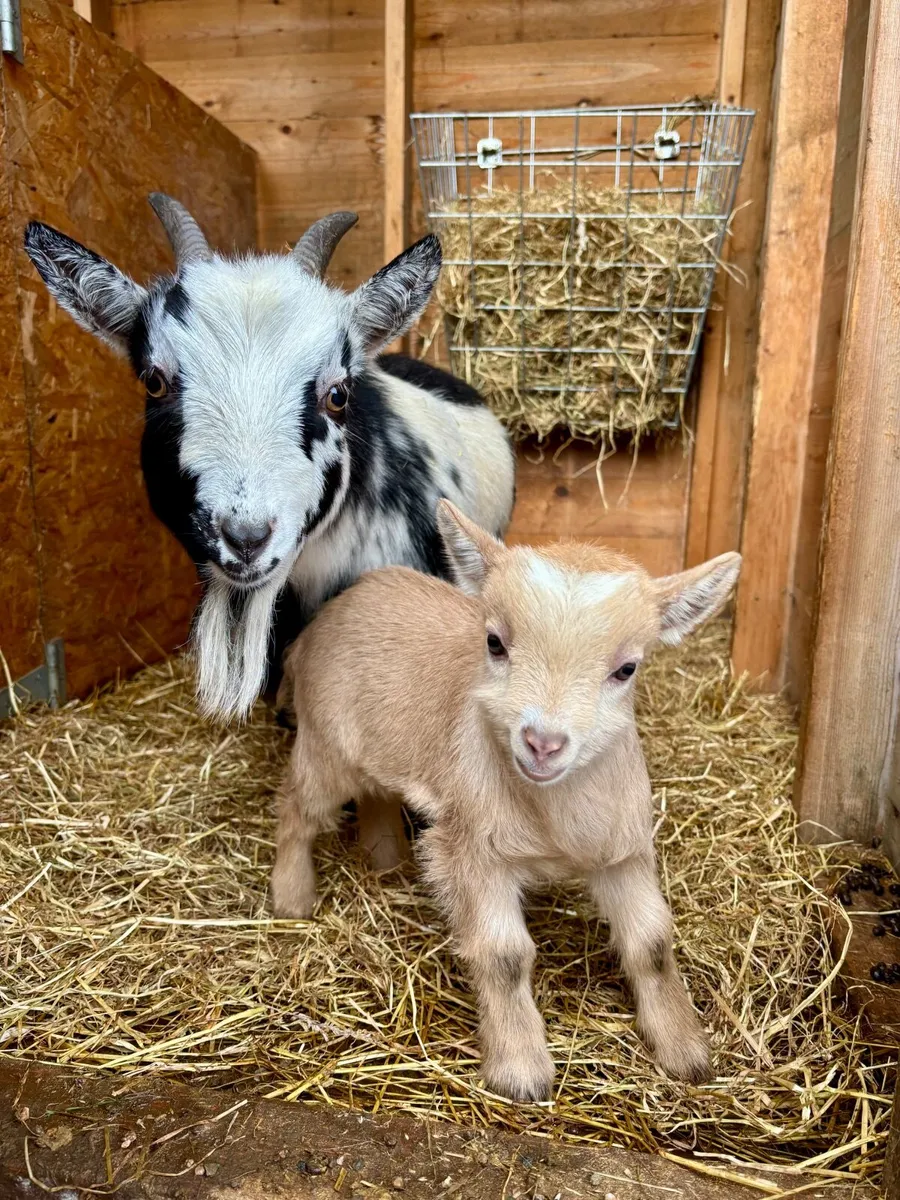 Pygmy goats - Image 4
