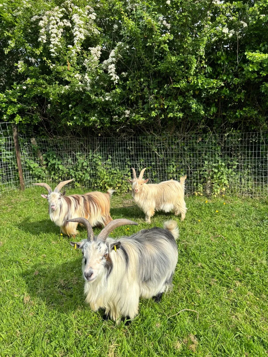 Pygmy goats - Image 4