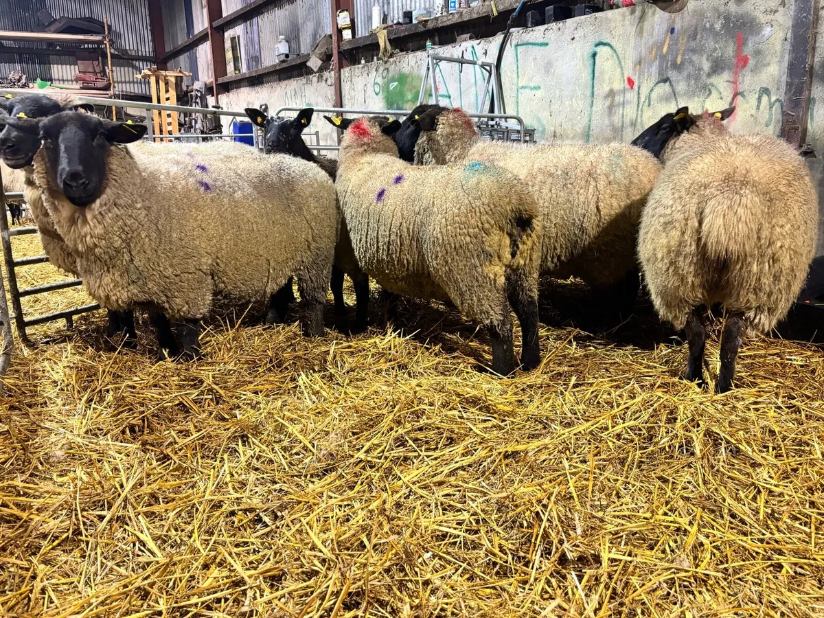 6 inlamb Suffolk ewes - Image 1