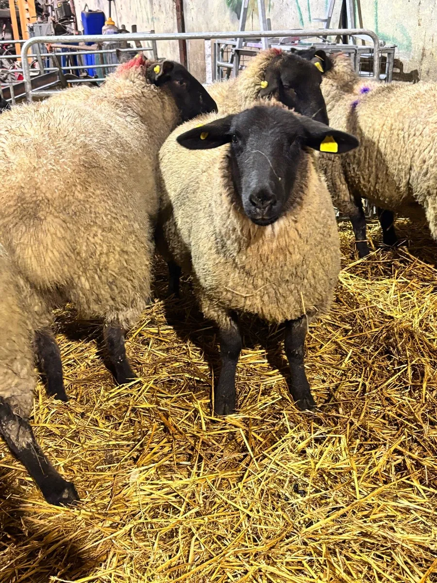 6 inlamb Suffolk ewes - Image 2