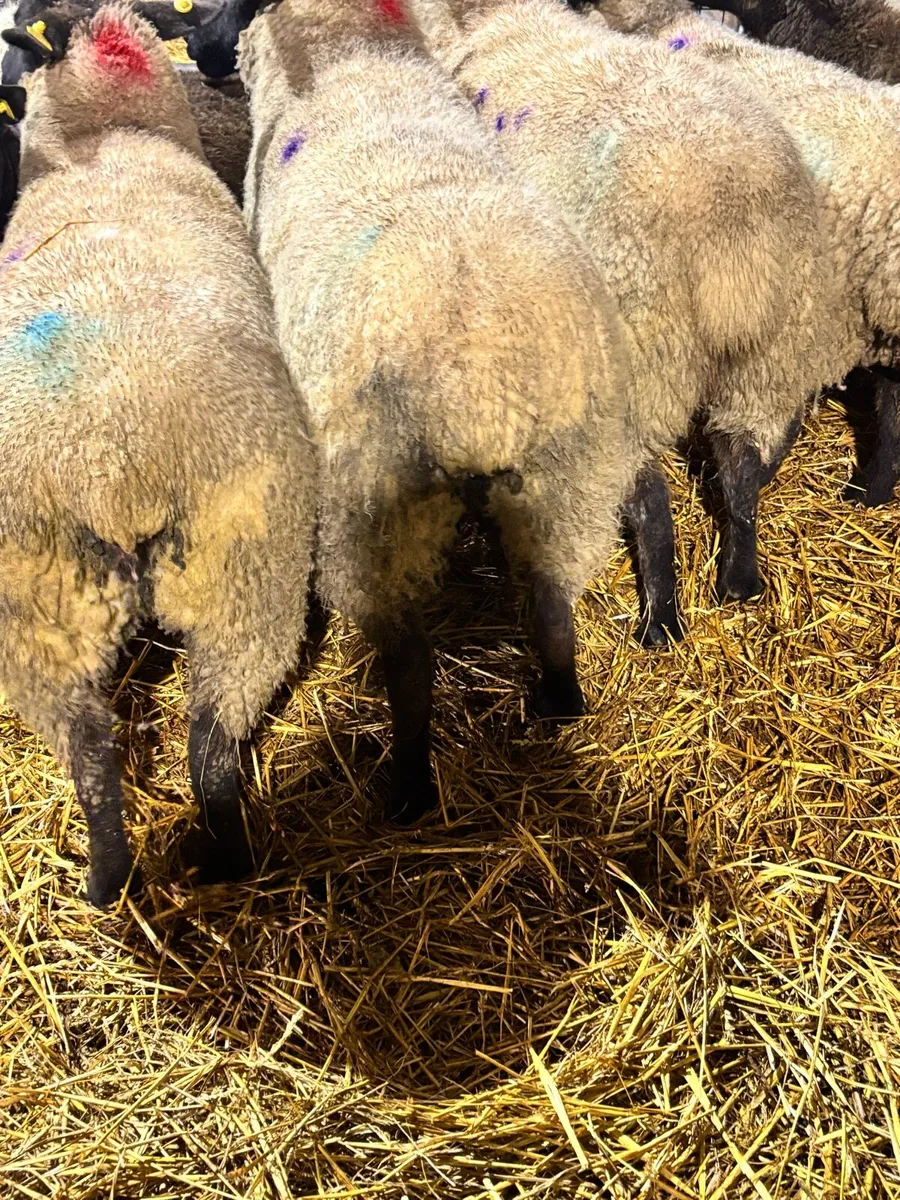 6 inlamb Suffolk ewes - Image 3