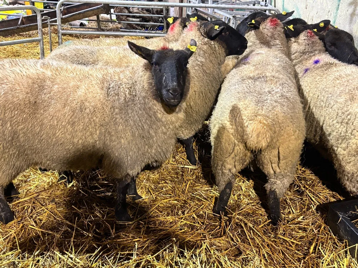 6 inlamb Suffolk ewes - Image 4