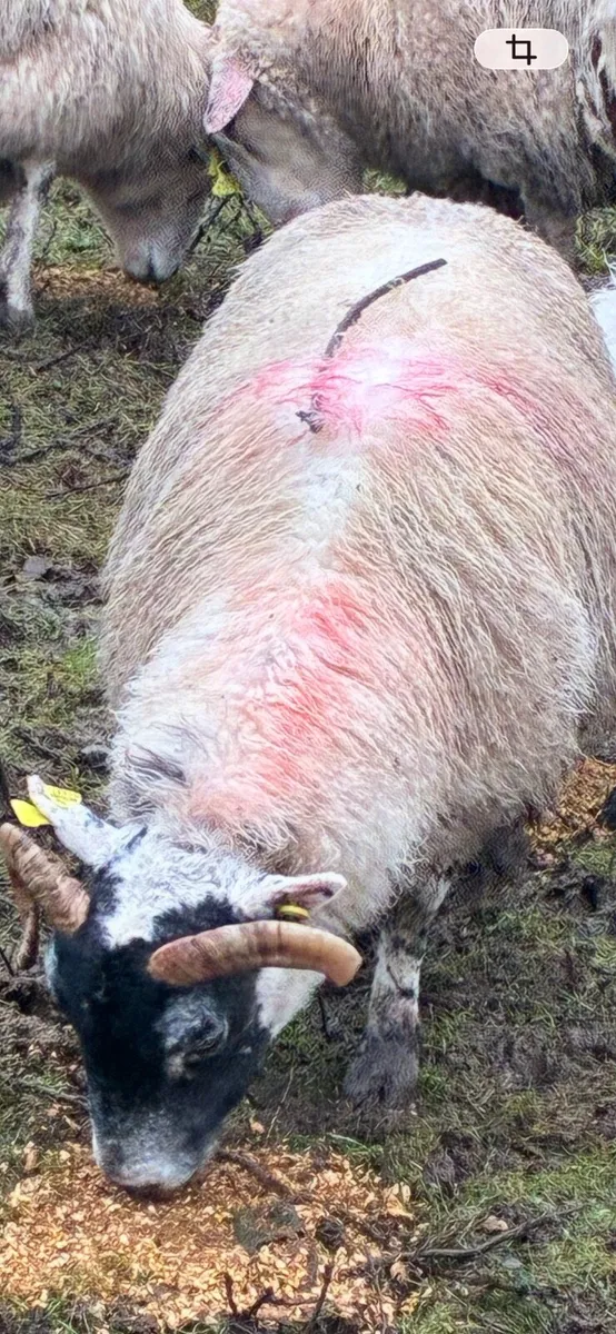 Ewe with 2 lambs at foot Hogget with lamb at foot - Image 1